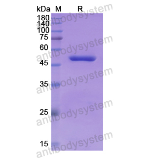 Recombinant Human NADK, N-GST