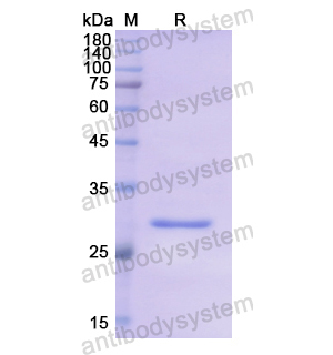 Recombinant Human STAMBP, N-His