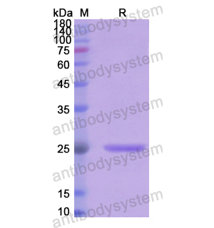 Recombinant Human FGF19, N-His