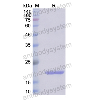 Recombinant Human IL33, N-His