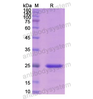 Recombinant Human CLDN1, N-His