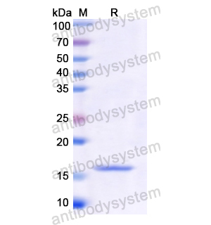 Recombinant Human BMP15, N-His