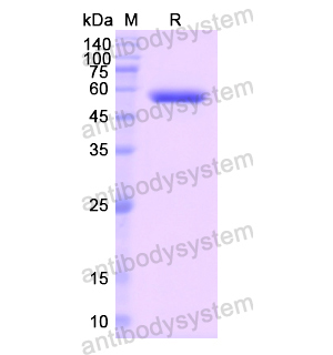 Recombinant Human GSR, N-His