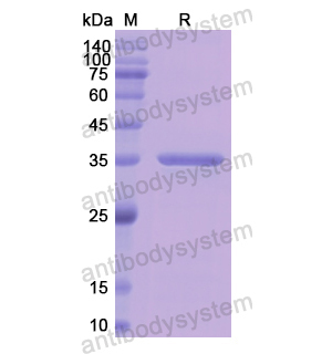 Recombinant Human PNP, N-His