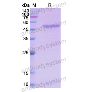 Recombinant Human HPRT1, N-GST