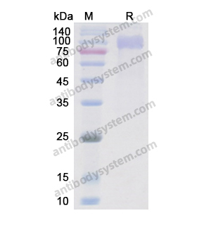 Recombinant Human EGFR/ERBB1/HER1, C-His