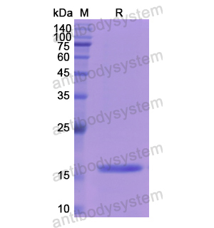 Recombinant Human LALBA, N-His