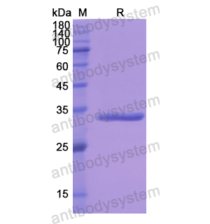 Recombinant Human F2, N-His