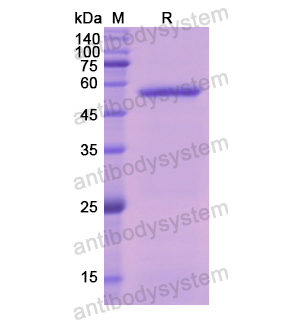 Recombinant Human F10/Factor X, N-His