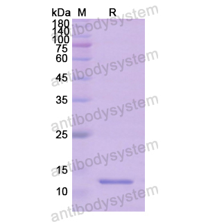 Recombinant Human MYC, N-His