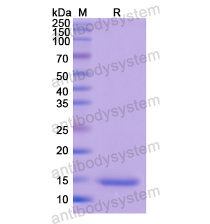 Recombinant Human PDGFB, N-His