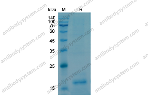 Recombinant Human NGF/Beta-NGF, N-His