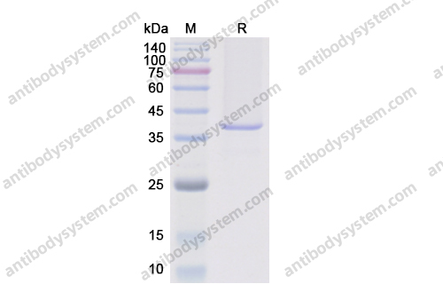 Recombinant Human NGF/Beta-NGF, C-Fc