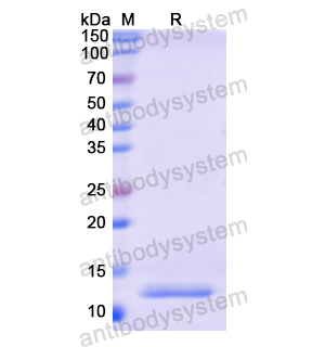 Recombinant Human POMC, N-His