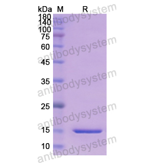 Recombinant Human PENK, N-His