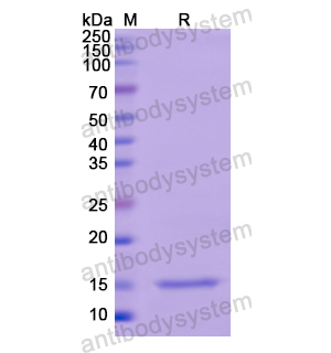 Recombinant Human TSHB, N-His