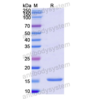 Recombinant Human IGF2, N-His & N-GB1