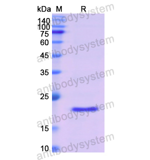 Recombinant Human LTA, N-His