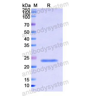 Recombinant Human IFNA7, N-His