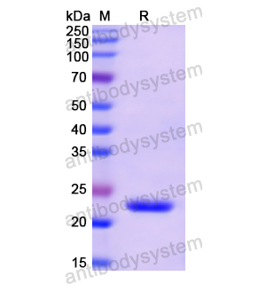 Recombinant Human IFNA5, N-His