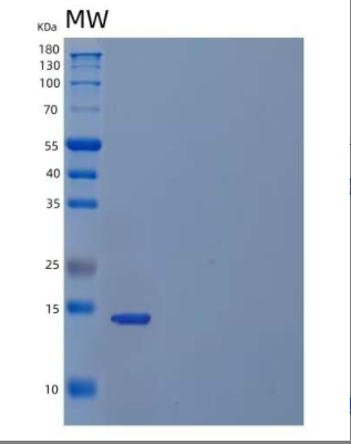 Recombinant Human Inhibin β C Chain/INHBC Protein(N-6His)