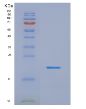 Recombinant Interleukin 13 (IL13)