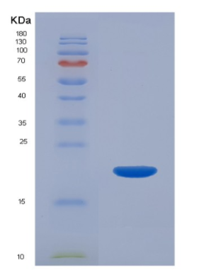 Recombinant Interleukin 22 (IL22)