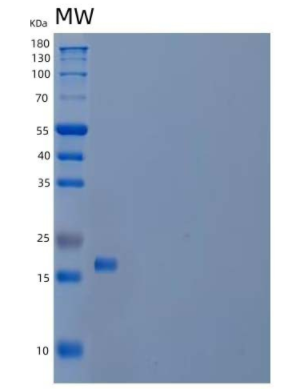 Recombinant Mouse Interleukin-22/IL-22 Protein