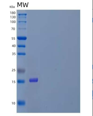 Recombinant Human Interleukin-31/IL-31 Protein