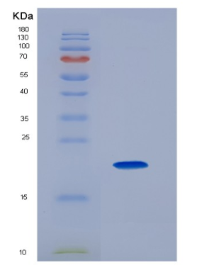 Eukaryotic Interleukin 5 (IL5)