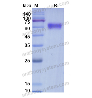 Recombinant Human EPO, C-Fc