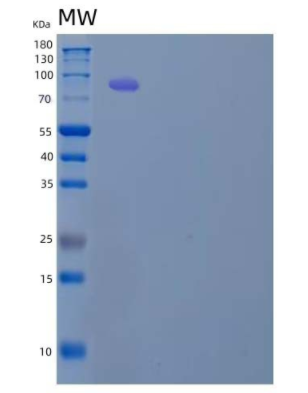 Recombinant Mouse Serpin F2/Alpha-2-Antiplasmin Protein(C-Fc)