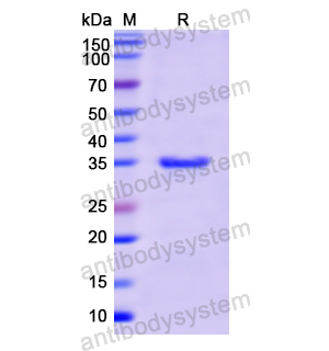 Recombinant Human HLA-B, N-His