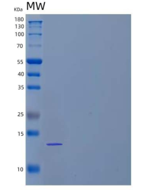 Recombinant Mouse Transforming Growth Factor β-2/TGFβ2/TGFB2 Protein