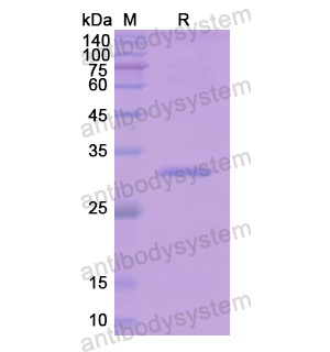 Recombinant Human APOA1, N-His