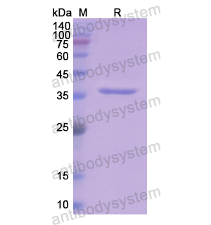 Recombinant Human APOE, N-His