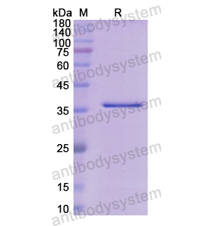 Recombinant Human CHRNA1, N-GST