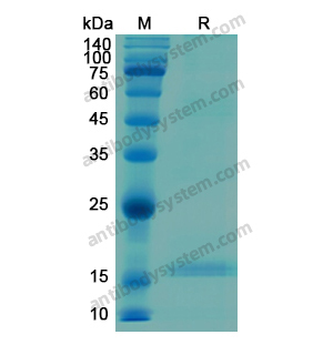 Recombinant Human C1QC, N-His