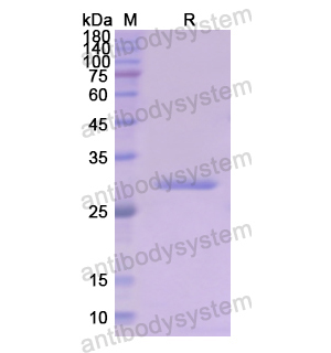 Recombinant Human CD71/TFRC, N-His