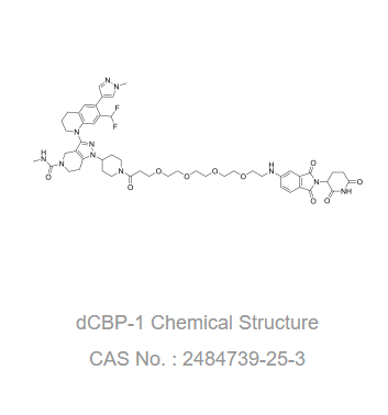 dCBP-1 是一种基于 Cereblon 配体的 p300/CBP 的有效且选择性的异双功能降解剂。