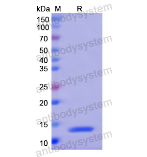 Recombinant Human AMH, N-His