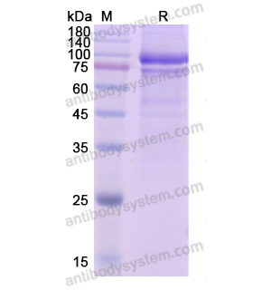 Recombinant Human AMH, C-Fc