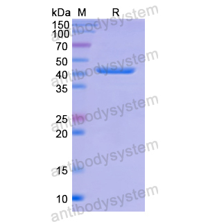 Recombinant Human VTN, N-His