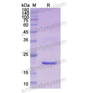 Recombinant Human RLN2, N-His