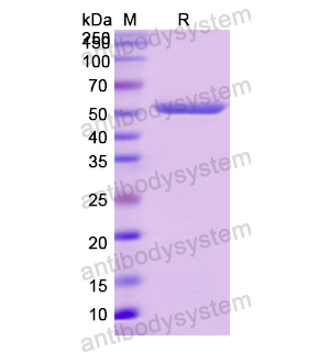 Recombinant Human HRG, N-GST