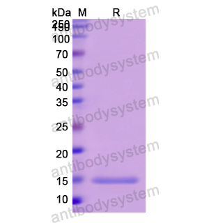 Recombinant Human CD90/THY1, N-His