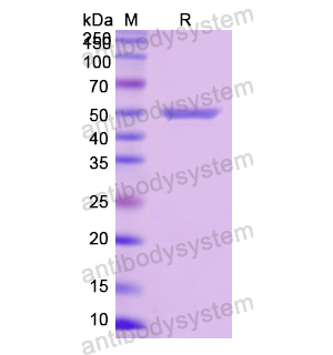 Recombinant Human SEMG1, N-His