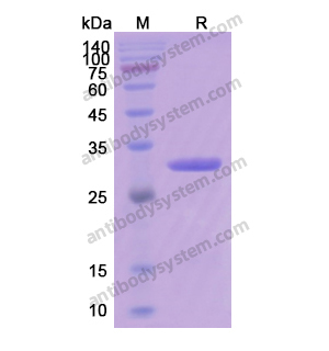 Recombinant Human HSPB1/HSP27, N-His