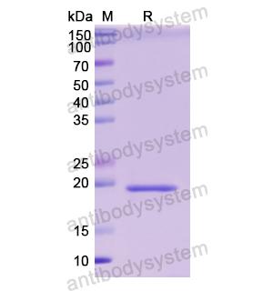 Recombinant Human IFNA4, N-His