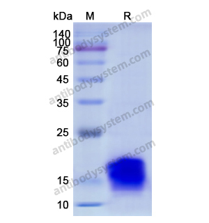 Recombinant Human IGF1, N-His